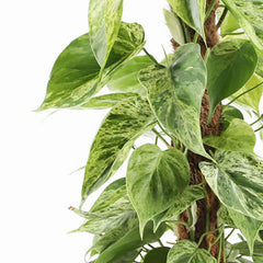 45 - 55cm Epipremnum Philodendron Hederaceum Variegated Pothos on Mosspole 17cm Pot House Plant