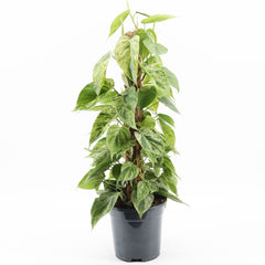 45 - 55cm Epipremnum Philodendron Hederaceum Variegated Pothos on Mosspole 17cm Pot House Plant