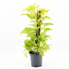 45 - 55cm Epipremnum Champs Elysees on mosspole Scindapsus Pothos 17cm Pot House Plant