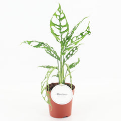 Rare Bundle - Monstera Obliqua, Pilea Mojito, Monstera Frozen Freckles & Monstera European Mint 12cm Pot House Plant