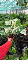40 - 50cm Variegated Monstera Albo 17cm Pot House Plant (Choose Your Own)