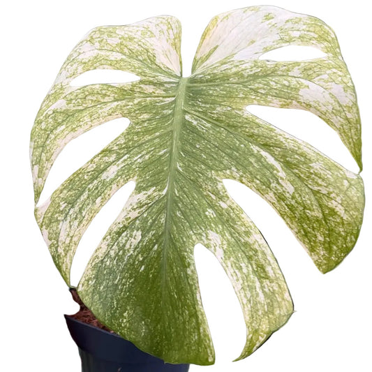Monstera White Monster 10.5cm Pot House Plant
