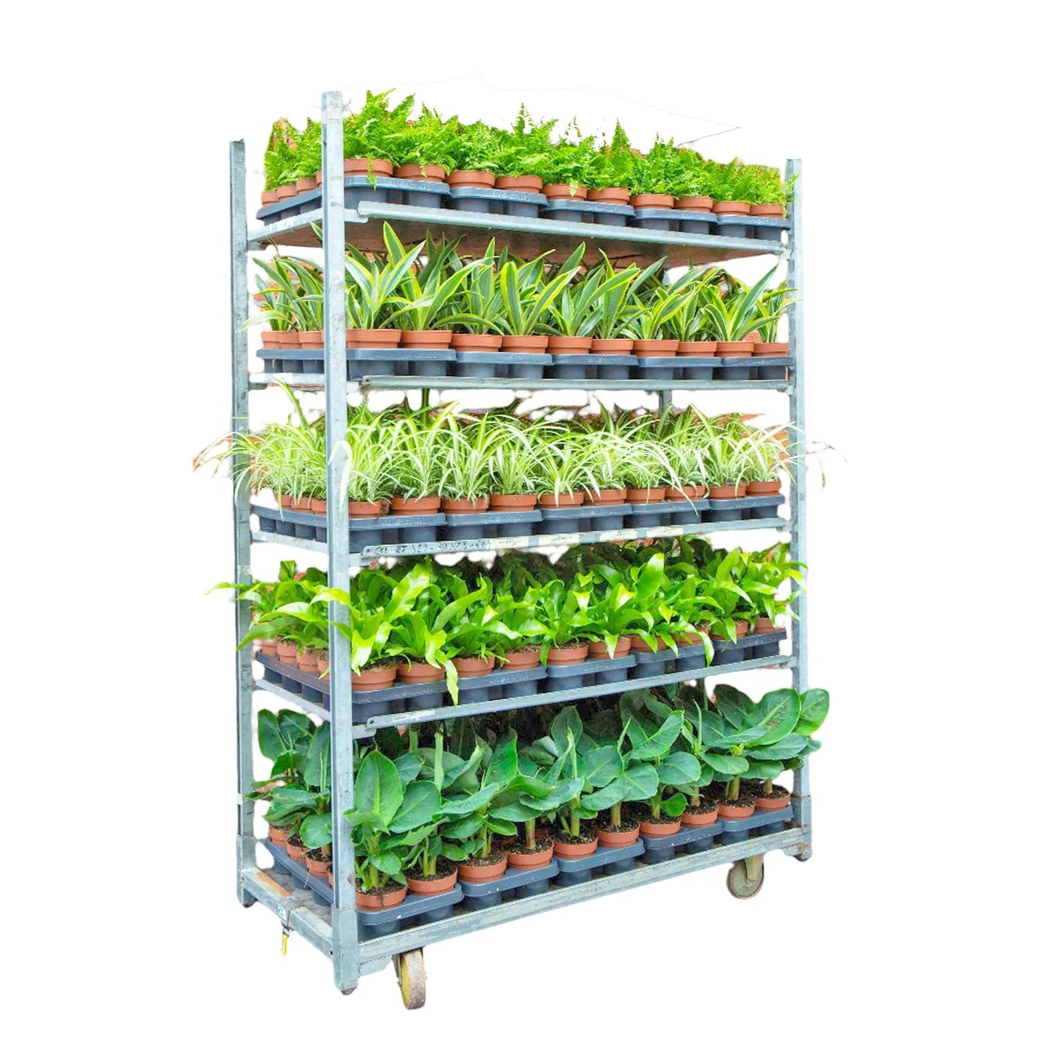 Wholesale Trolley Builder – Build Your Own Houseplant Display