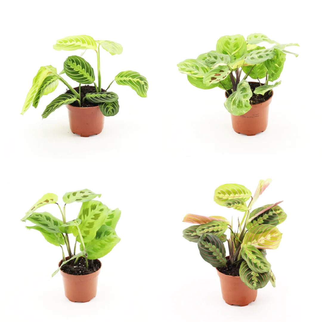 Wholesale Trolley Builder – Build Your Own Houseplant Display