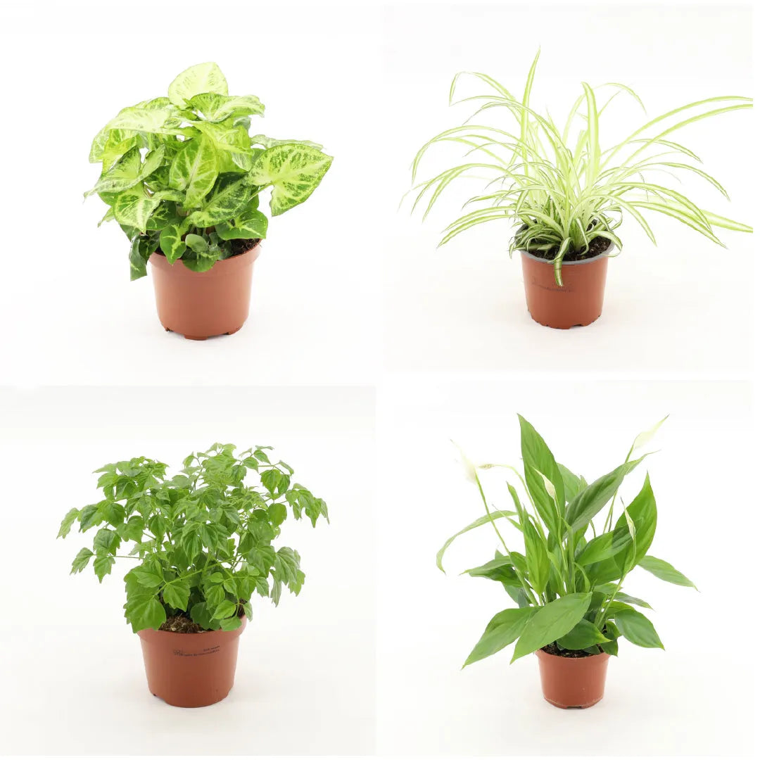 Wholesale Trolley Builder – Build Your Own Houseplant Display