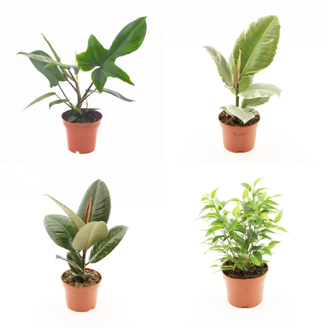 Wholesale Trolley Builder – Build Your Own Houseplant Display