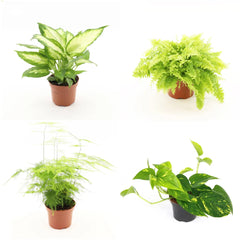 Wholesale Trolley Builder – Build Your Own Houseplant Display