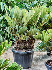 Zamia furfuracea 45cm Pot 135cm Height Outdoor Tree