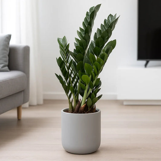 Zamioculcas Zamifolia Super Nova ZZ House Plant