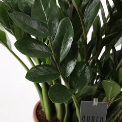 supernova zz plant Zamioculcas Zamifolia Super Nova ZZ House Plant – Plants For All Seasons