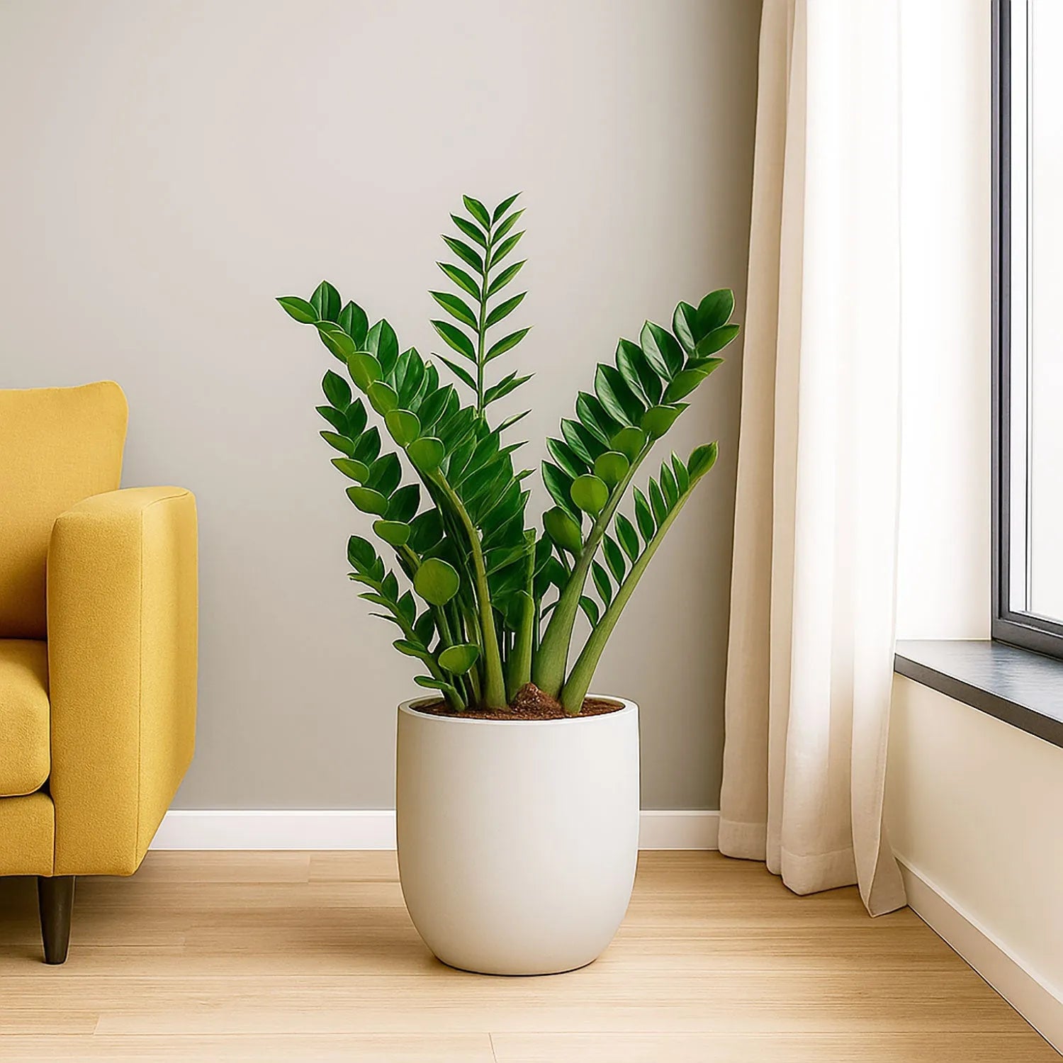 Zamioculcas Zamifolia ZZ Plant