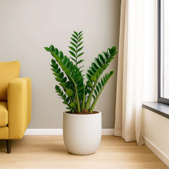 Zamioculcas Zamifolia ZZ Plant