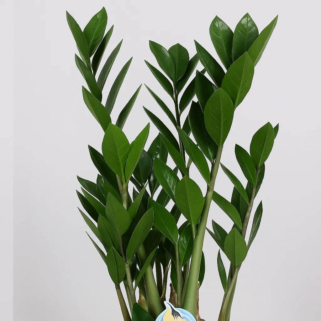 Zamioculcas Zamifolia ZZ Plant