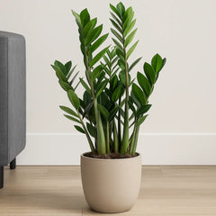 Zamioculcas Zamifolia ZZ Plant