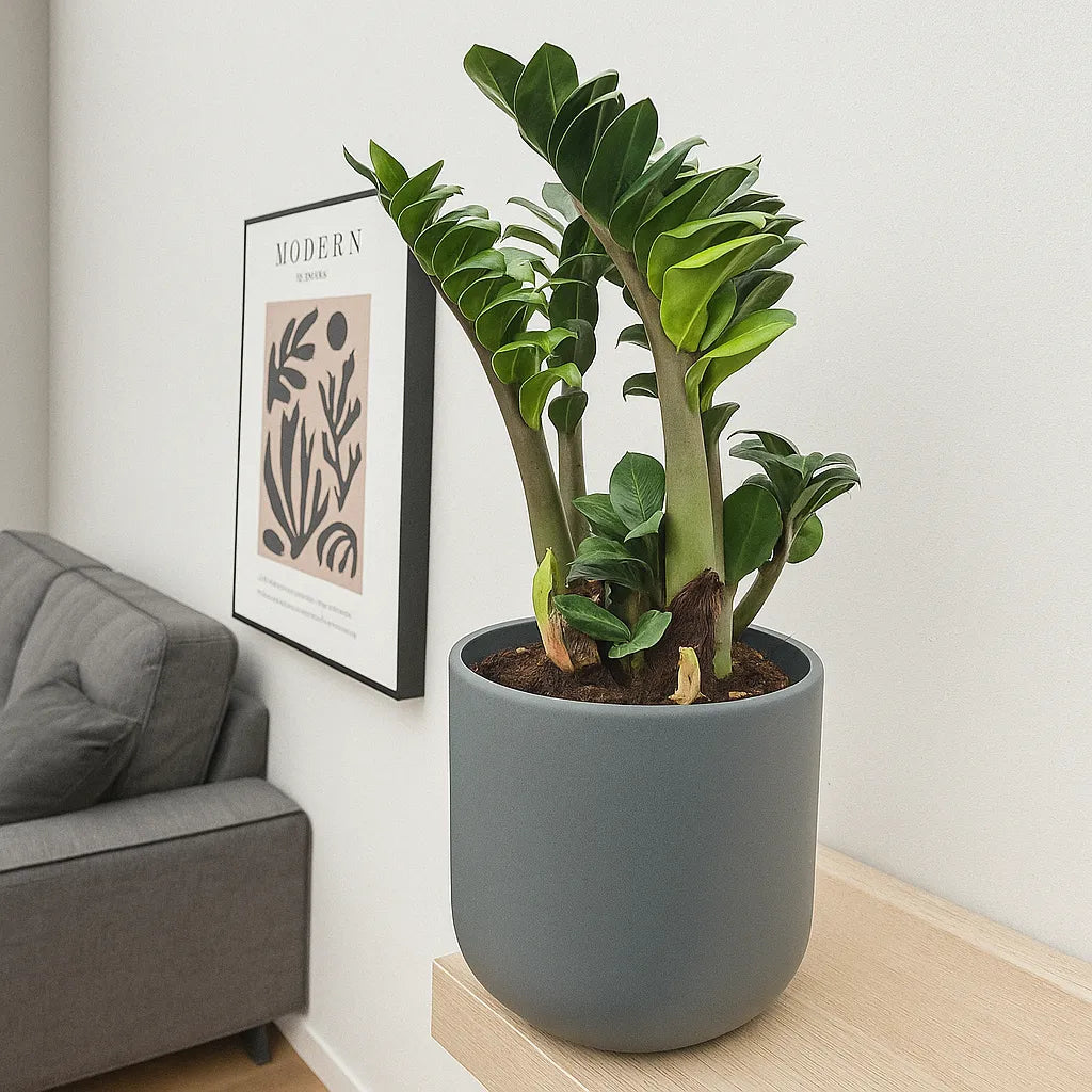 Zamioculcas Zenzi ZZ Plant House Plant