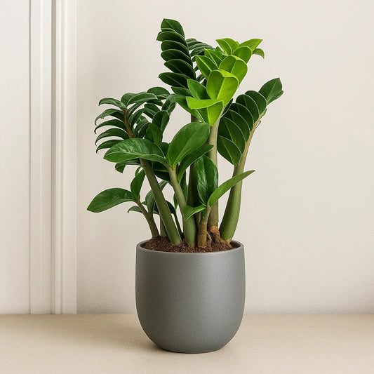 Zamioculcas Zenzi ZZ Plant House Plant