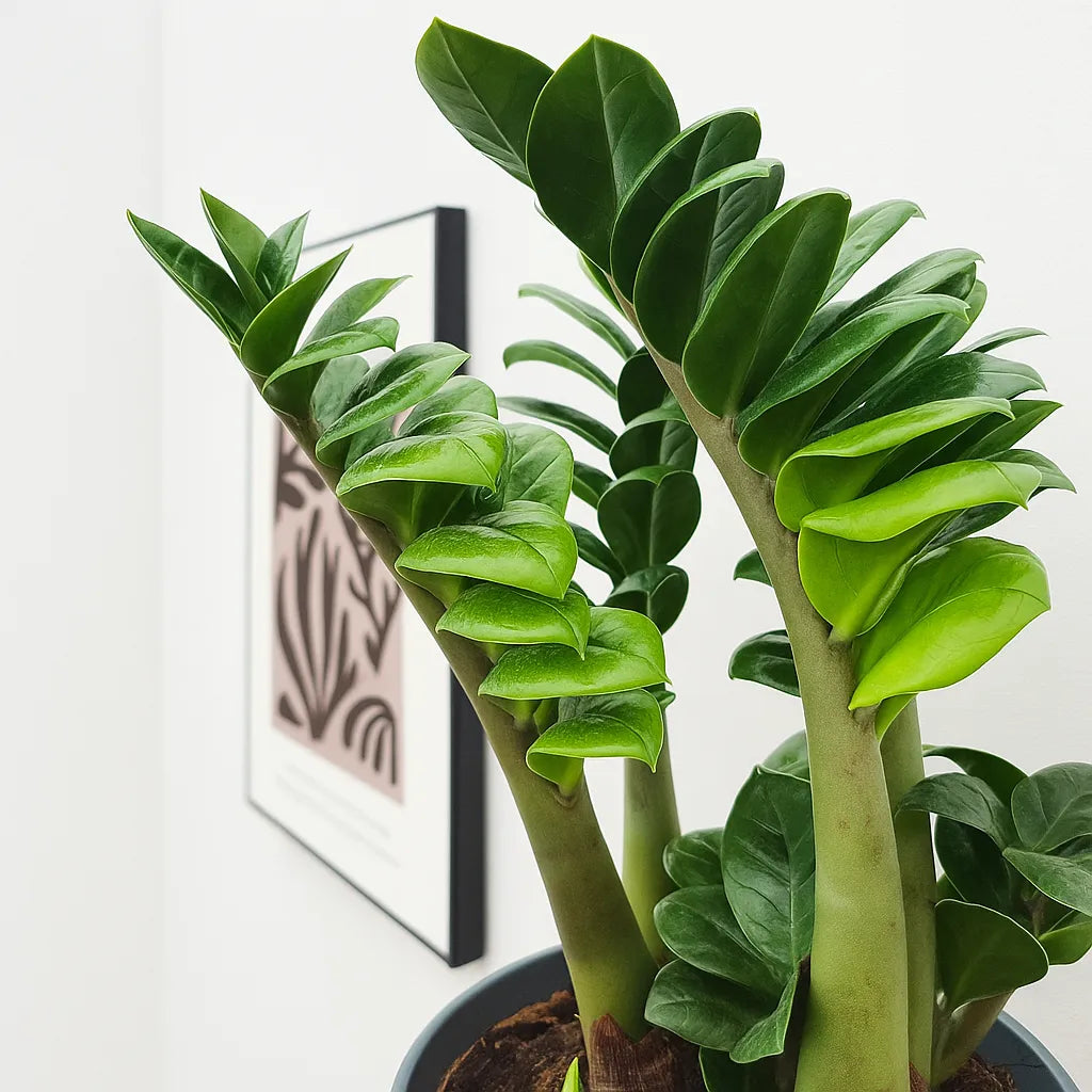 Zamioculcas Zenzi ZZ Plant House Plant