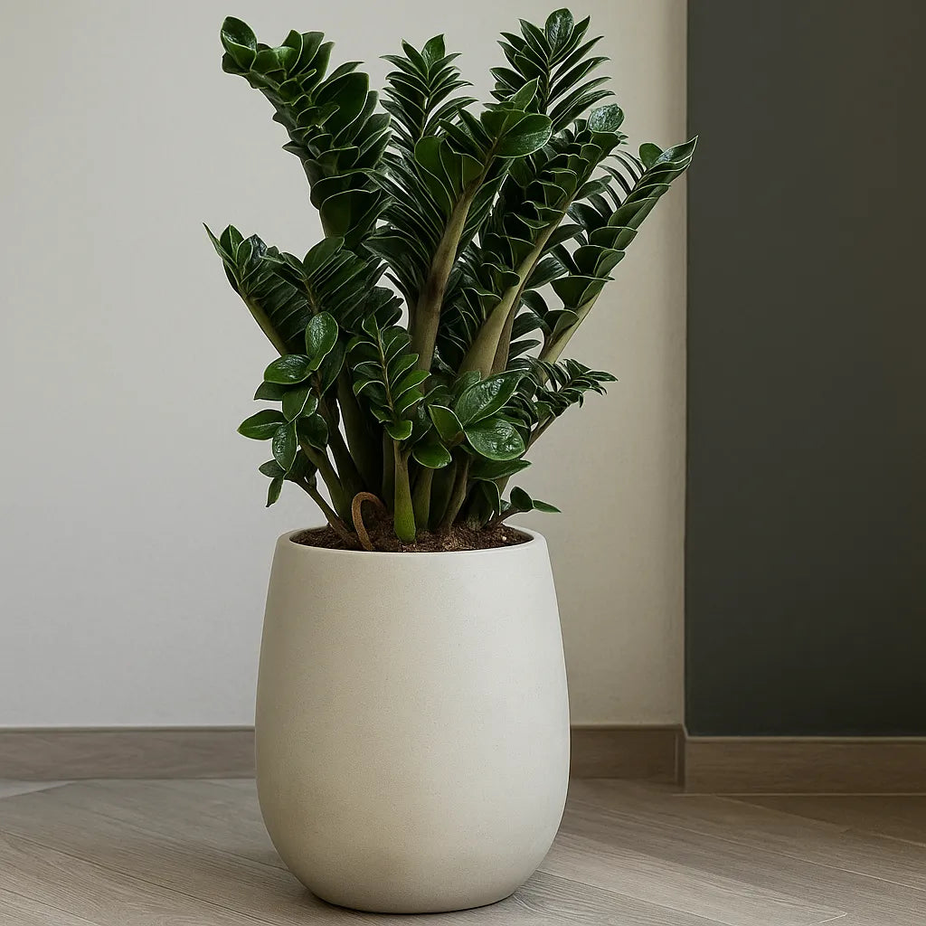 Zamioculcas Zenzi ZZ Plant House Plant