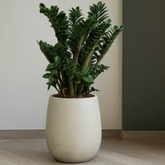 Zamioculcas Zenzi ZZ Plant House Plant