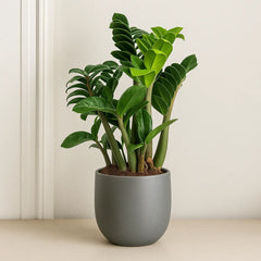 Zamioculcas Zenzi ZZ Plant House Plant