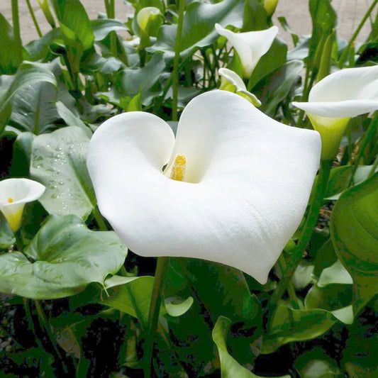Zantedeschia Aethiopica Crowborough Aquatic Pond Plant - Arum Lily