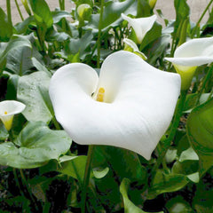 Zantedeschia Aethiopica Crowborough Aquatic Pond Plant - Arum Lily