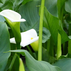 Zantedeschia Aethiopica Crowborough Aquatic Pond Plant - Arum Lily