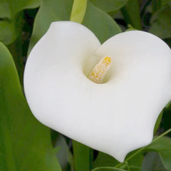 Zantedeschia Aethiopica Crowborough Aquatic Pond Plant - Arum Lily