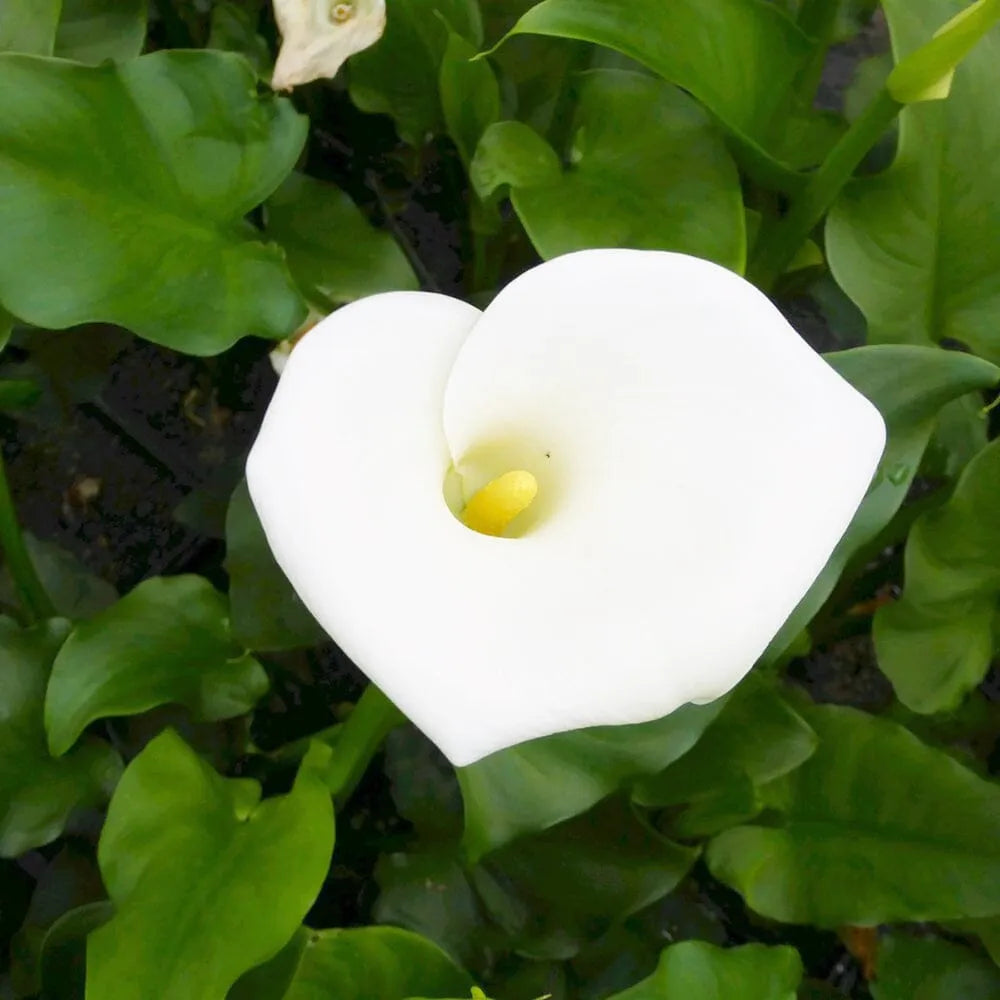 Zantedeschia Aethiopica Crowborough Aquatic Pond Plant - Arum Lily