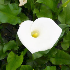 Zantedeschia Aethiopica Crowborough Aquatic Pond Plant - Arum Lily
