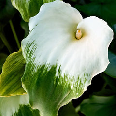 Zantedeschia Aethiopica Green Goddess Aquatic Pond Plant - Calla Lily