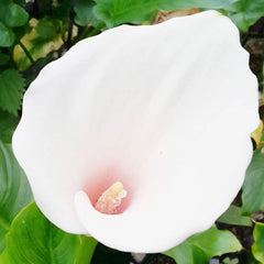 Zantedeschia Aethiopica Marshmallow Aquatic Pond Plant - Calla Lily