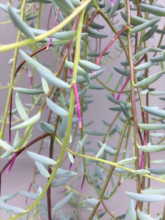 15 - 20cm Senecio Hallianus in Hanging Pot 14cm Pot House Plant