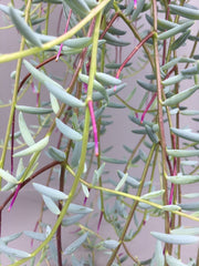 15 - 20cm Senecio Hallianus in Hanging Pot 14cm Pot House Plant