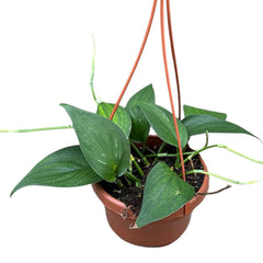 15 - 25cm Scindapsus Officinalis House Plant 14cm Hanging Pot