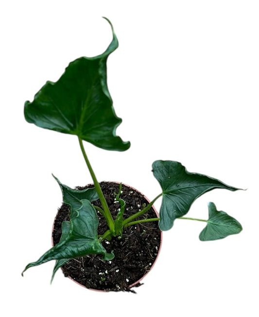 Alocasia Triangularis 10.5cm Pot 15cm Height House Plant