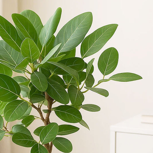 110 - 130cm Ficus Benghalensis Audrey with Twisted Stem XL Rubber Plant 24cm Pot House Plant