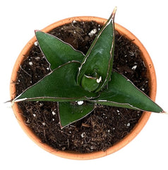 Sansevieria Tower Blue 8cm Pot 15cm Height House Plant