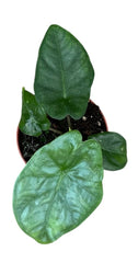Alocasia Heterophylla Corazon House Plant 8cm Pot