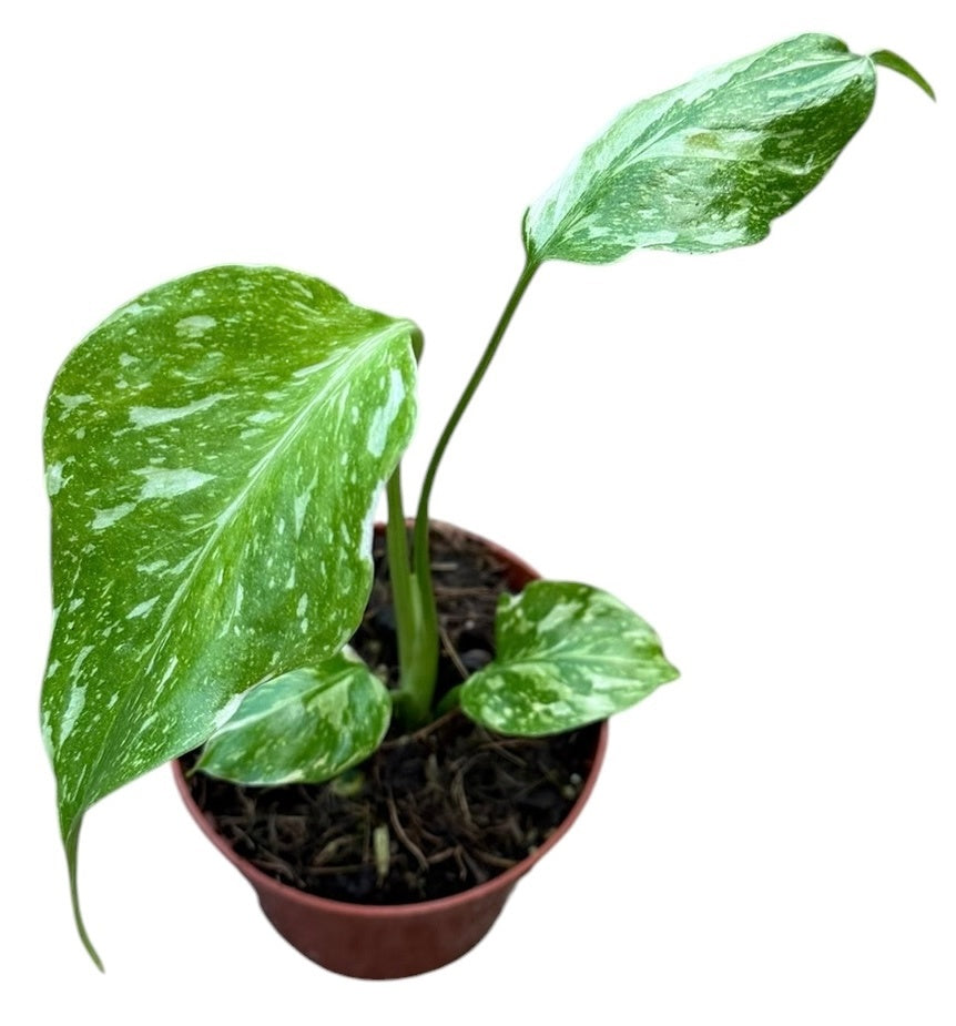 Monstera Electro Light Cheese Plant - 6cm Pot