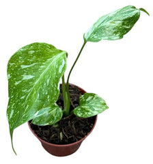 Monstera Electro Light Cheese Plant - 6cm Pot