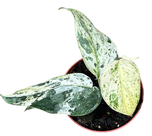 10 - 15cm Marble Scindapsus Jade Satin 10.5cm Pot House Plant