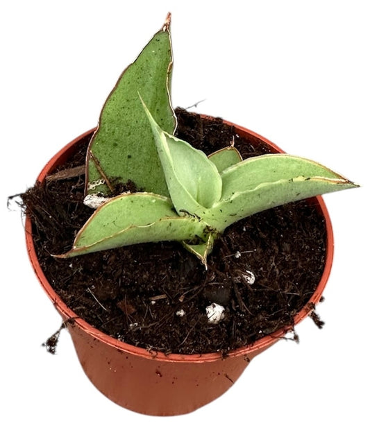Sansevieria Swan Dancer 6cm Pot House Plant