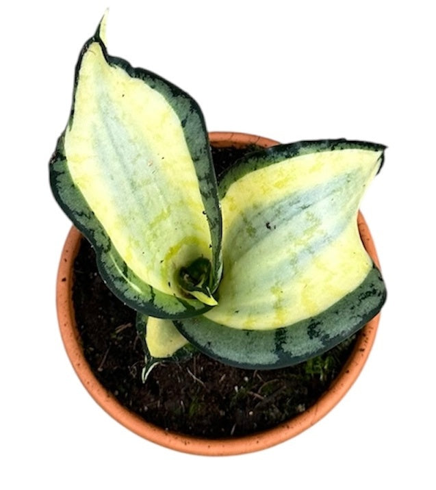 Sansevieria Wendy Yellow House Plant 10,5 cm Pot