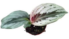 Kaempferia Aurantiflora Jungle Silver House Plant 8cm Pot