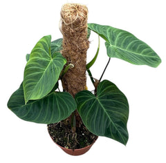 Philodendron Splendid on Mosspole House Plant 17cm Pot