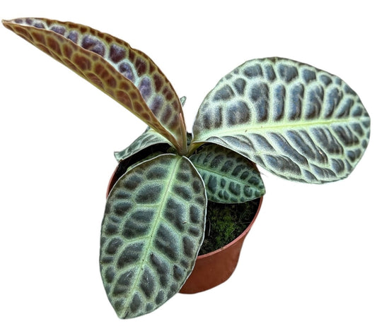 Labisia Turtle Back 10.5cm Pot House Plant