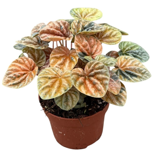 Peperomia Caperata Disco Fall 10.5cm Pot 15cm Height House Plant