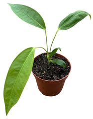 Anthurium Legume 8cm Pot 10cm Height House Plant