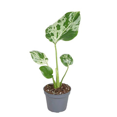 Monstera Bulbasaur 6cm Pot House Plant